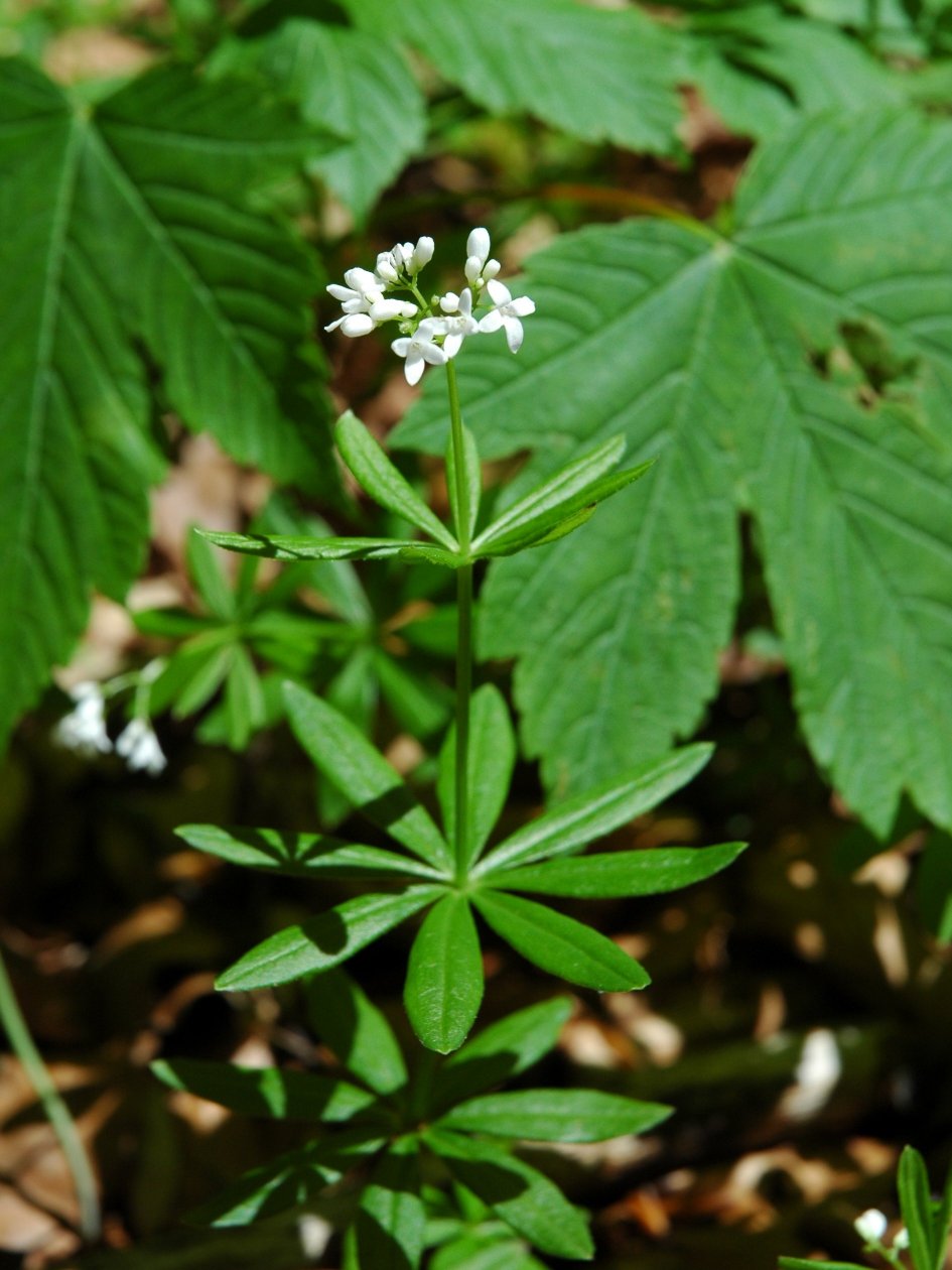 Galium odoratum / Stellina odorosa